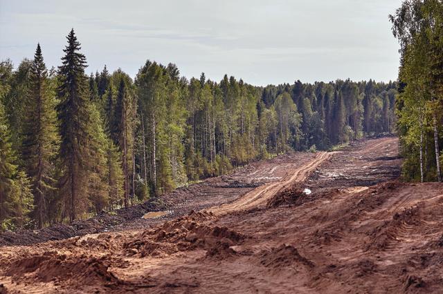 massive deforestation